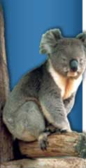 Koala