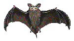 Australian Bat Clipart