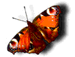 Butterfly Clipart Image