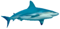 Great White Shark Clipart